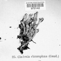 Cladonia chlorophaea image